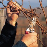 Vins Koeberl&eacute; Bl&eacute;ger Rorschwihr 9