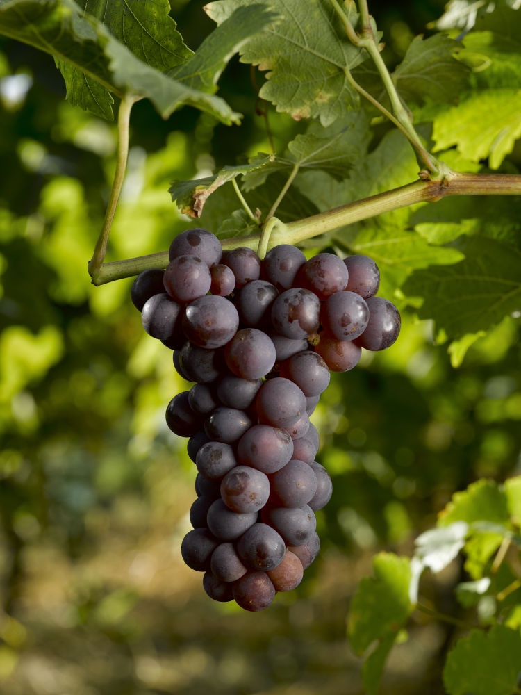 2142 CHASSELAS COPYRIGHTSPACH CONSEILVINSALSACE | Vins Koeberlé Bléger Nos cépages alsaciens Orschwiller 1