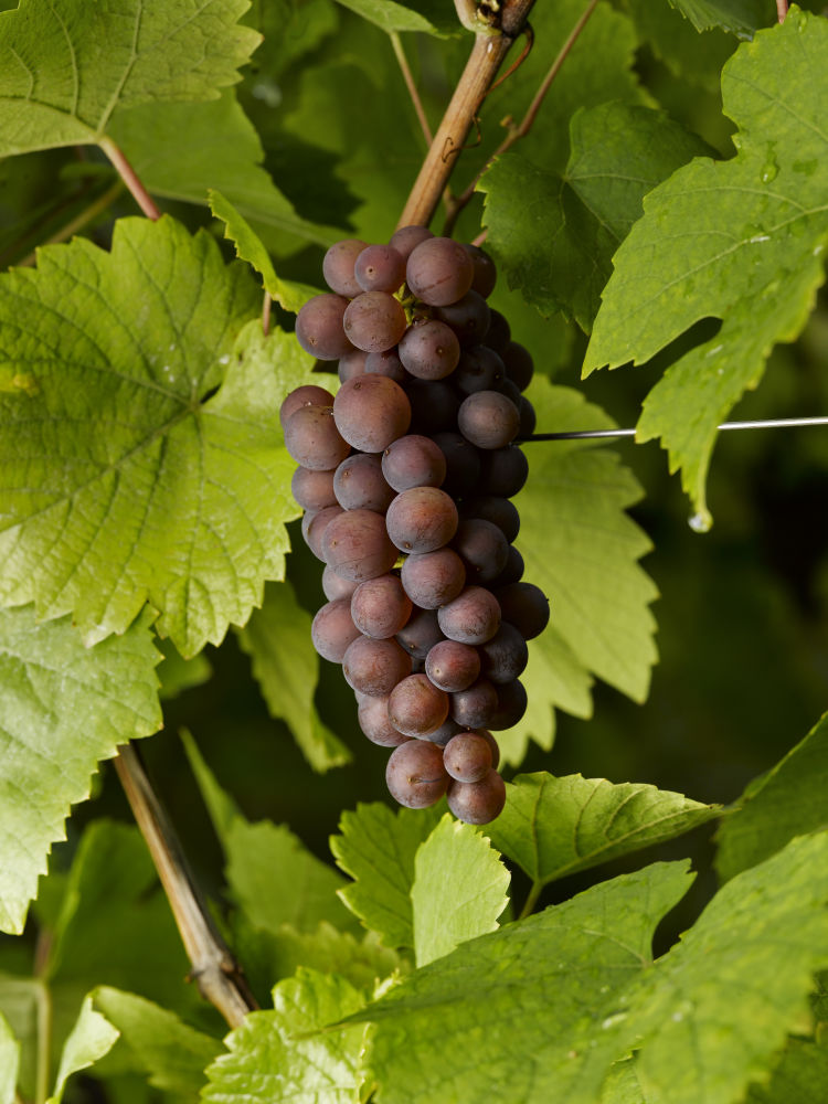 2153 PINOTGRIS COPYRIGHTSPACH CONSEILVINSALSACE | Vins Koeberlé Bléger Nos cépages alsaciens Rorschwihr 0