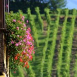 Vins Koeberl&eacute; Bl&eacute;ger Saint-Hippolyte 10