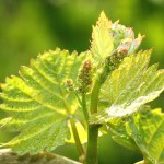 Vins Koeberl&eacute; Bl&eacute;ger Rodern 8