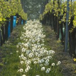 Vins Koeberl&eacute; Bl&eacute;ger Rodern 4