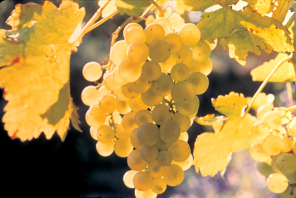 459 CHASSELAS COPYRIGHTBOUARD CONSEILVINSALSACE | Vins Koeberlé Bléger Nos cépages alsaciens Saint-Hippolyte 6