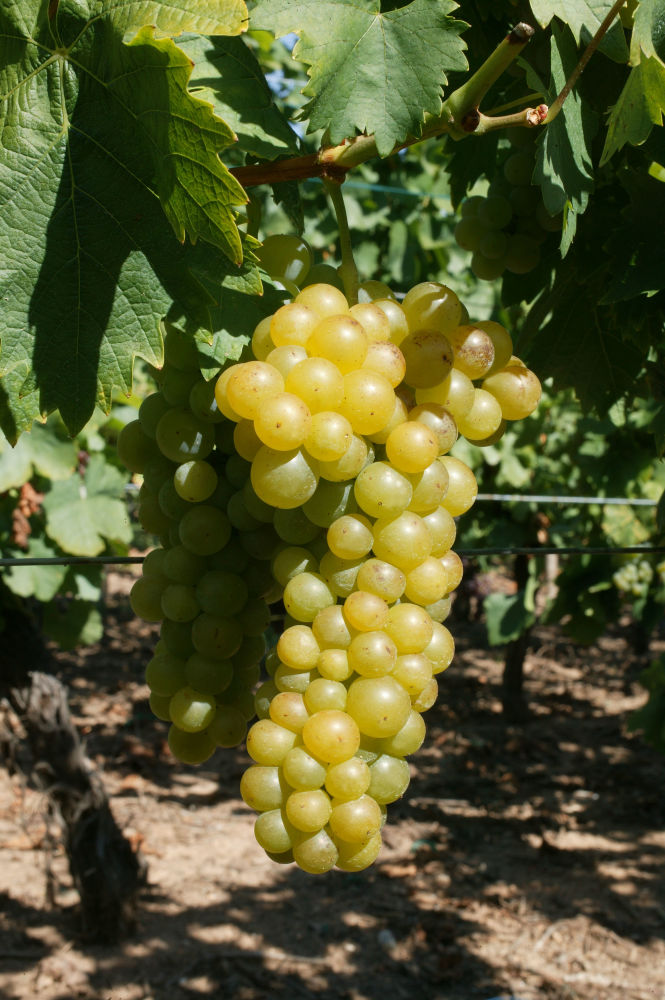 470 MUSCAT COPYRIGHTZVARDON CONSEILVINSALSACE | Vins Koeberlé Bléger Nos cépages alsaciens Orschwiller 5