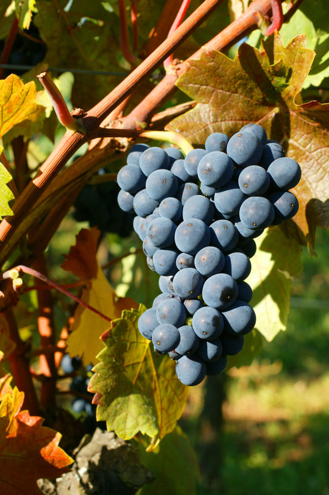494 PINOTNOIR COPYRIGHTZVARDON CONSEILVINSALSACE | Vins Koeberlé Bléger Nos cépages alsaciens Rorschwihr 4