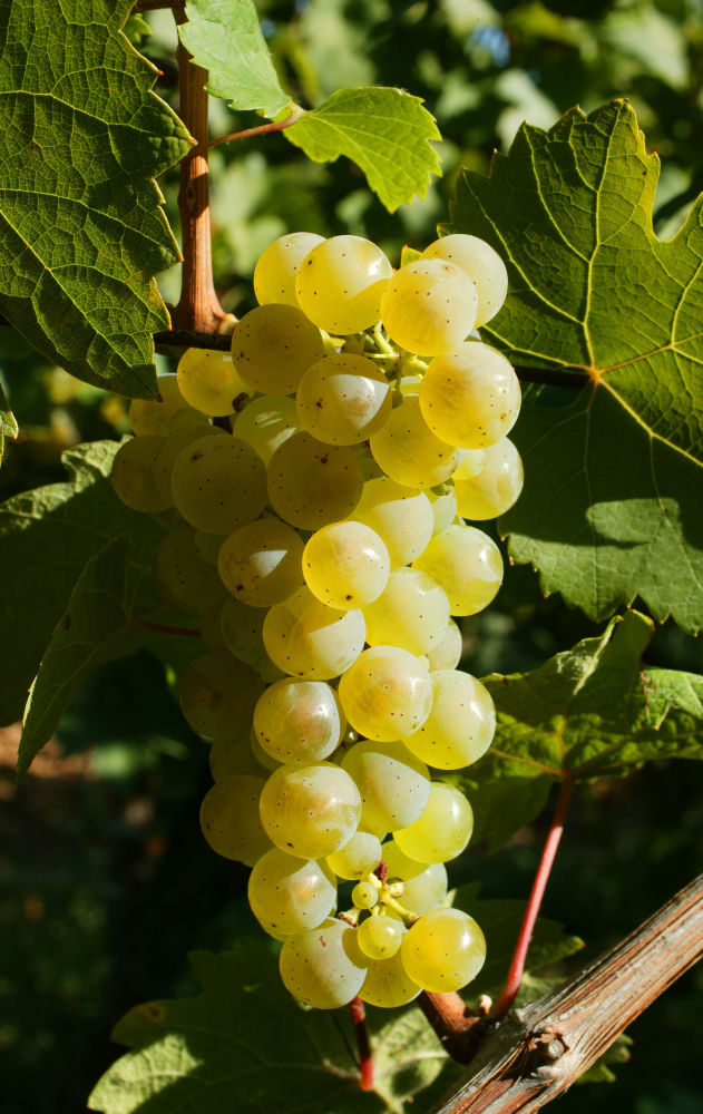 500 RIESLING COPYRIGHTZVARDON CONSEILVINSALSACE | Vins Koeberlé Bléger Nos cépages alsaciens Rodern 3