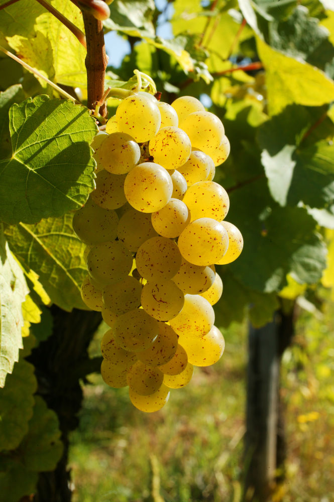 511 SYLVANER COPYRIGHTZVARDON CONSEILVINSALSACE | Vins Koeberlé Bléger Nos cépages alsaciens Saint-Hippolyte 2