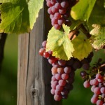 6504 GEWURZTRAMINER ®DIDIERJEAN CONSEILVINSALSACE 150X150 | Vins Koeberlé Bléger Vendanges Orschwiller 2