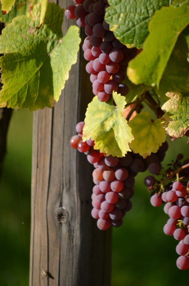 6504 GEWURZTRAMINER ®DIDIERJEAN CONSEILVINSALSACE | Vins Koeberlé Bléger Nos cépages alsaciens Rodern 7