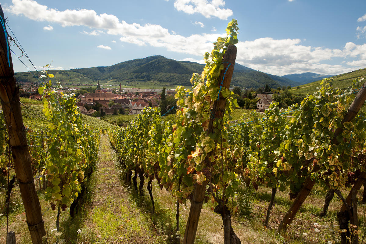 ACTU 1 OUVERTURE SITE | Vins Koeberlé Bléger Une exploitation d’une trentaine d’hectares de vignes Saint-Hippolyte