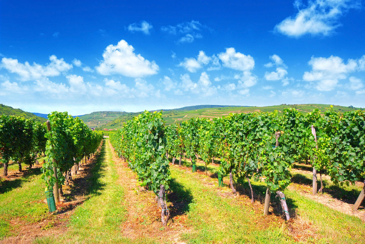 PRESTA 1 DOMAINE | Vins Koeberlé Bléger Horaires modifiés : Fermeture exceptionnelle le dimanche 7er juin pour slow-up ! Rodern